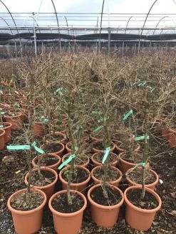 Japanse Esdoorn (Acer Palmatum 'Viridis') 13 Japanse Esdoorn (Acer Palmatum 'Viridis') -Groene Wereld 8 1