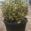 Kardinaalshoed Als Bol (Euonymus Japonicus 'Bravo') -Groene Wereld 92dad862 0f9e 4dee 96e6 88c471cb2c98