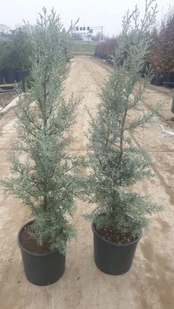 Cipres (Cupressus Arizonica 'Glauca') -Groene Wereld 94d98ecf eeaf 4488 bd36 6b6bea13f39a 1