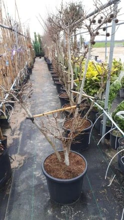Amberboom Als Bonsai (Liquidambar 'Gum Ball') -Groene Wereld a9f66edb 2a17 4955 8825 7e675b1be802