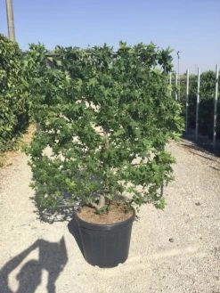 Amberboom Als Leivorm (Liquidambar Styraciflua) -Groene Wereld aaa