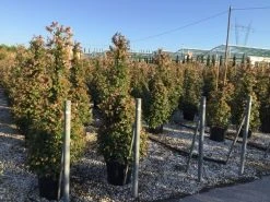 Abelia Als Piramide (Abelia Grandiflora)