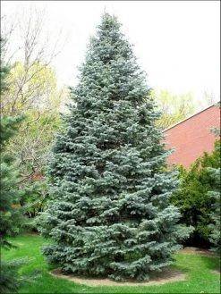 Colorado Zilverspar (Abies Concolor) -Groene Wereld abies concolor