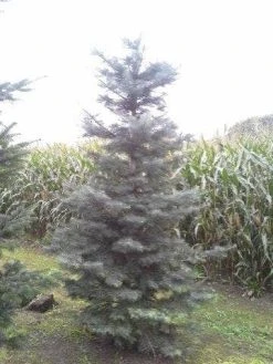 Colorado Zilverspar (Abies Concolor) -Groene Wereld abies concolor 300 350