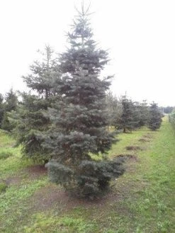 Colorado Zilverspar (Abies Concolor) -Groene Wereld abies concolor 300 350 2