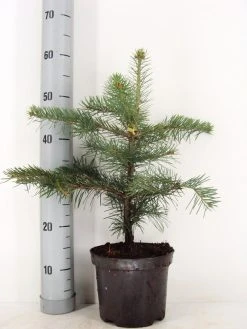 Colorado Zilverspar (Abies Concolor) -Groene Wereld abies concolor c3 m