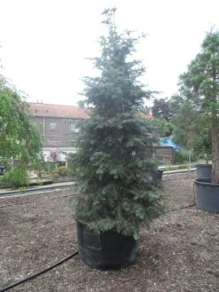 Colorado Zilverspar (Abies Concolor) -Groene Wereld abies concolor glauca 350 400 c600