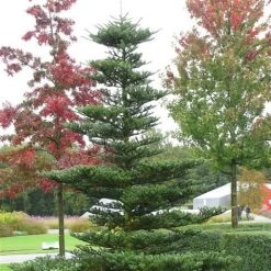 Koreaanse Zilverspar (Abies Koreana) -Groene Wereld abies koreana 1