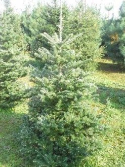 Koreaanse Zilverspar (Abies Koreana) -Groene Wereld abies koreana 125 150 1