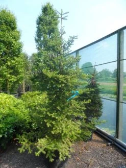 Koreaanse Zilverspar (Abies Koreana) -Groene Wereld abies koreana 200 250
