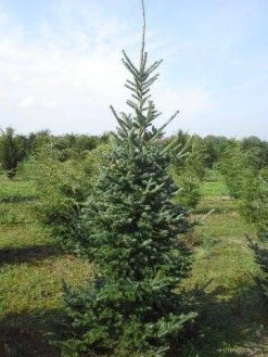 Koreaanse Zilverspar (Abies Koreana) -Groene Wereld abies koreana 200 250 1