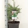 Koreaanse Zilverspar (Abies Koreana)