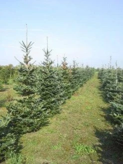 Koreaanse Zilverspar (Abies Koreana) -Groene Wereld abies koreana diverse