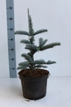 Edelspar (Abies Procera (nobilis) 'Glauca') -Groene Wereld abies procera glauca 30 40 cm co. 5l kopie 1