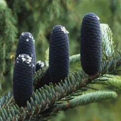 Koreaanse Zilverspar (Abies Koreana) -Groene Wereld abkorean 6