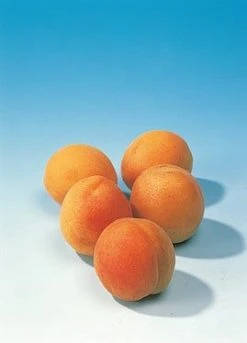 Abrikozenboom (Prunus Armeniaca) -Groene Wereld abrikoos