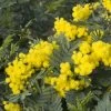 Mimosa (Acacia Dealbata) -Groene Wereld acacia dealbata