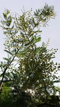 Mimosa (Acacia Dealbata) -Groene Wereld acaciadealbata02 2