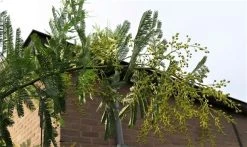 Mimosa (Acacia Dealbata) -Groene Wereld acaciadealbata03