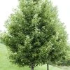 Rode Esdoorn (Acer Rubrum) 2 Rode Esdoorn (Acer Rubrum) -Groene Wereld acer rubrum boomvormv01