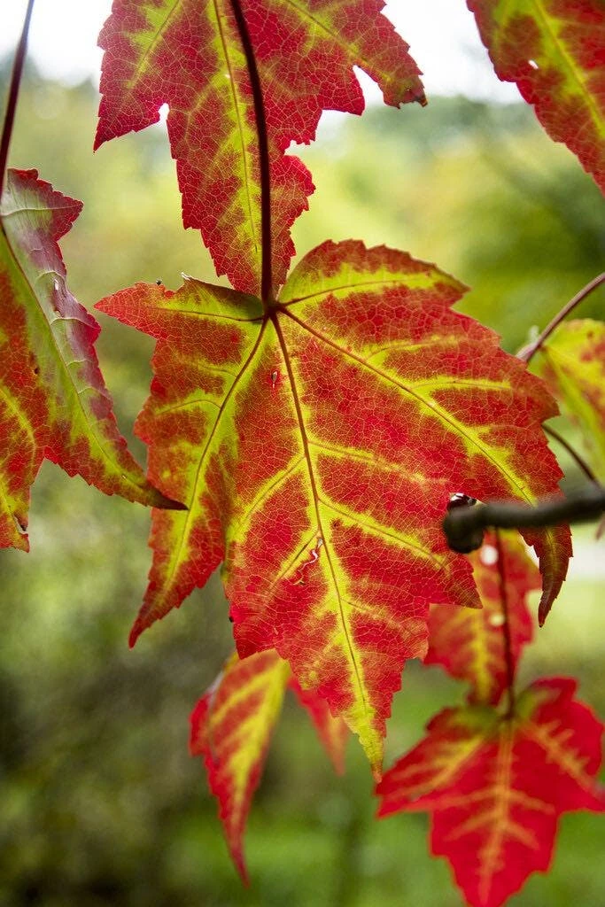 Rode Esdoorn (Acer Rubrum 'Scanlon') 4 Rode Esdoorn (Acer Rubrum 'Scanlon') - Afbeelding 2