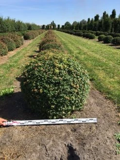 Spaanse Aak Als Bol (Acer Campestre) -Groene Wereld acer campestre 100 cm breed bol drkl