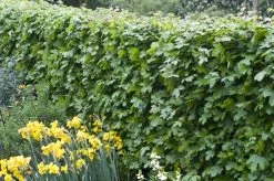 Veldesdoorn Als Haag (Acer Campestre)
