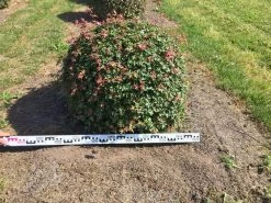 Spaanse Aak Als Bol (Acer Campestre) -Groene Wereld acer campestre 90 cm breed bol drkl 1