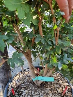 Meerstammige Veldesdoorn (Acer Campestre) -Groene Wereld acer campestre meerstammig 2 1 1