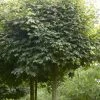 Bolesdoorn (Acer Campestre 'Nanum') -Groene Wereld acer campestre nanum 1
