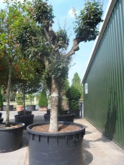 Bolesdoorn (Acer Campestre 'Nanum') -Groene Wereld acer campestre oude solitaire knotvorm c1000 1