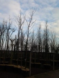 Rode Esdoorn (Acer Platanoides 'Crimson King') -Groene Wereld acer crimson king