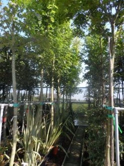 Esdoorn (Acer Freemanii 'Autumn Blaze') -Groene Wereld acer freemanii autumn blaze 14 16 18 20ho cont