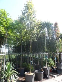 Esdoorn (Acer Freemanii 'Autumn Blaze') -Groene Wereld acer freemanii autumn blaze 14 16ho cont