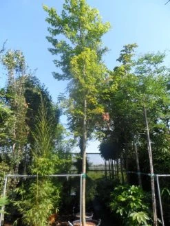 Esdoorn (Acer Freemanii 'Autumn Blaze') -Groene Wereld acer freemanii autumn blaze 25 30ho cont