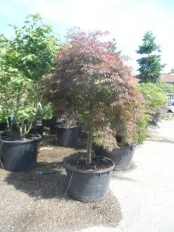 Japanse Esdoorn (Acer Palmatum 'Garnet') -Groene Wereld acer garnet 120 130stam extra 1