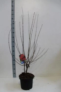 Papieresdoorn (Acer Griseum) -Groene Wereld acer griseum 80 100 cm co 7.5l kopie