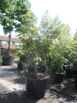 Japanse Esdoorn (Acer Japonicum 'Aconitifolium') -Groene Wereld acer japonicum aconitifolium 175 200 c350