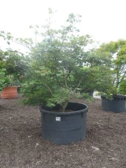 Japanse Esdoorn (Acer Japonicum 'Aconitifolium') -Groene Wereld acer japonicum aconitifolium 250 300 c1500