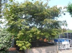Japanse Esdoorn (Acer Japonicum 'Aconitifolium') -Groene Wereld acer japonicum aconitifolium solitair