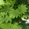 Japanse Esdoorn (Acer Japonicum 'Vitifolium') -Groene Wereld acer japonicum vitifolium