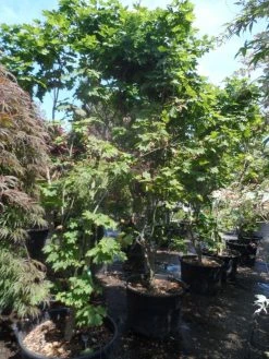 Japanse Esdoorn (Acer Japonicum 'Vitifolium') -Groene Wereld acer japonicum vitifolium 250 300 c130