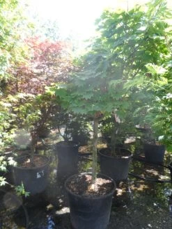 Japanse Esdoorn (Acer Japonicum 'Vitifolium') -Groene Wereld acer japonicum vitifolium halfstam c130