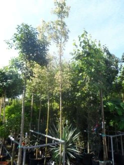 Vederesdoorn Als Boom (Acer Negundo 'Flamingo') -Groene Wereld acer negundo flamingo 10 12ho cont