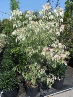 Vederesdoorn Als Boom (Acer Negundo 'Flamingo') -Groene Wereld acer negundo flamingo 125 150 175 c25