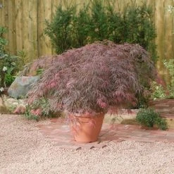 Japanse Esdoorn (Acer Palmatum 'Garnet') -Groene Wereld acer p. garnet2 1