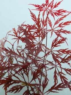 Japanse Esdoorn (Acer Palmatum 'Garnet') -Groene Wereld acer p. garnet 2