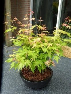Japanse Esdoorn (Acer Palmatum 'Orange Dream') -Groene Wereld acer p. orange dream 2