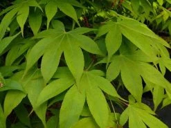 Japanse Esdoorn (Acer Palmatum 'Osakazuki') -Groene Wereld acer p. osakazuki 1 1