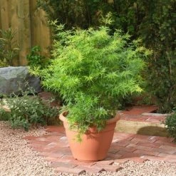 Japanse Esdoorn (Acer Palmatum 'Seiryu') -Groene Wereld acer p. seiryu3